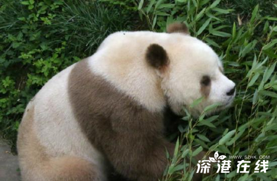 棕色大熊猫被认养  棕色大熊猫长什么样子？（图）