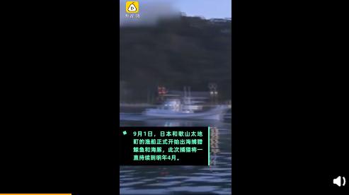 日本海豚湾进入血腥捕猎季 持续半年屠杀海豚？