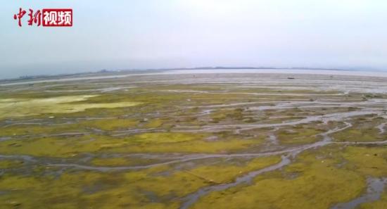 青岛浒苔大概会恒久存在于近海,这是什么观点？？