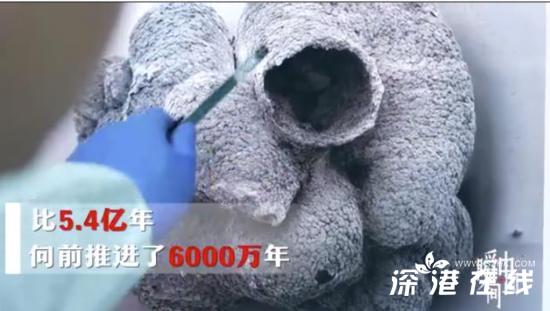 贵州发明6亿岁海绵宝宝,或为环球唯一孤品海绵标本！！