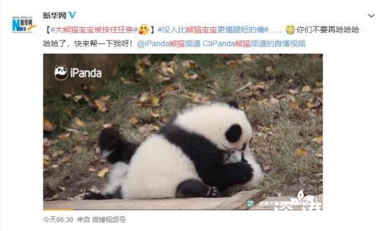 大熊猫宝宝被按住狂亲,到底是怎么回事？【图】