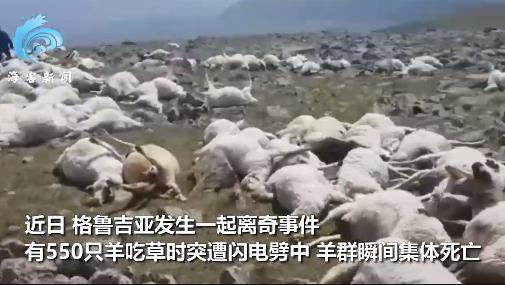 550只羊吃草时被雷刹时劈死,这是什么环境？【图】