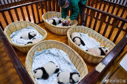 熊猫大丰收！中国熊猫中心今年繁育15胎24崽