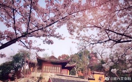 南京鸡鸣寺樱花反季盛开 专家:樱花以为春天来了