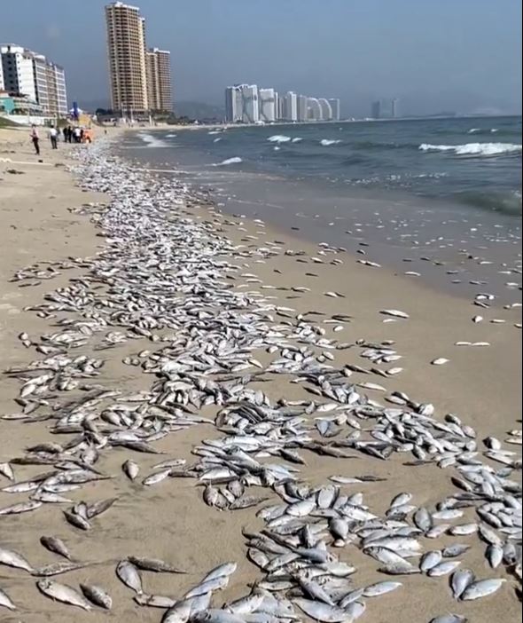 广东一景区海滩出现大面积死鱼 此类现象并不是第一次出现