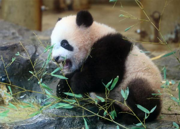 日本再次推迟送回人气大熊猫香香 日期定于年底